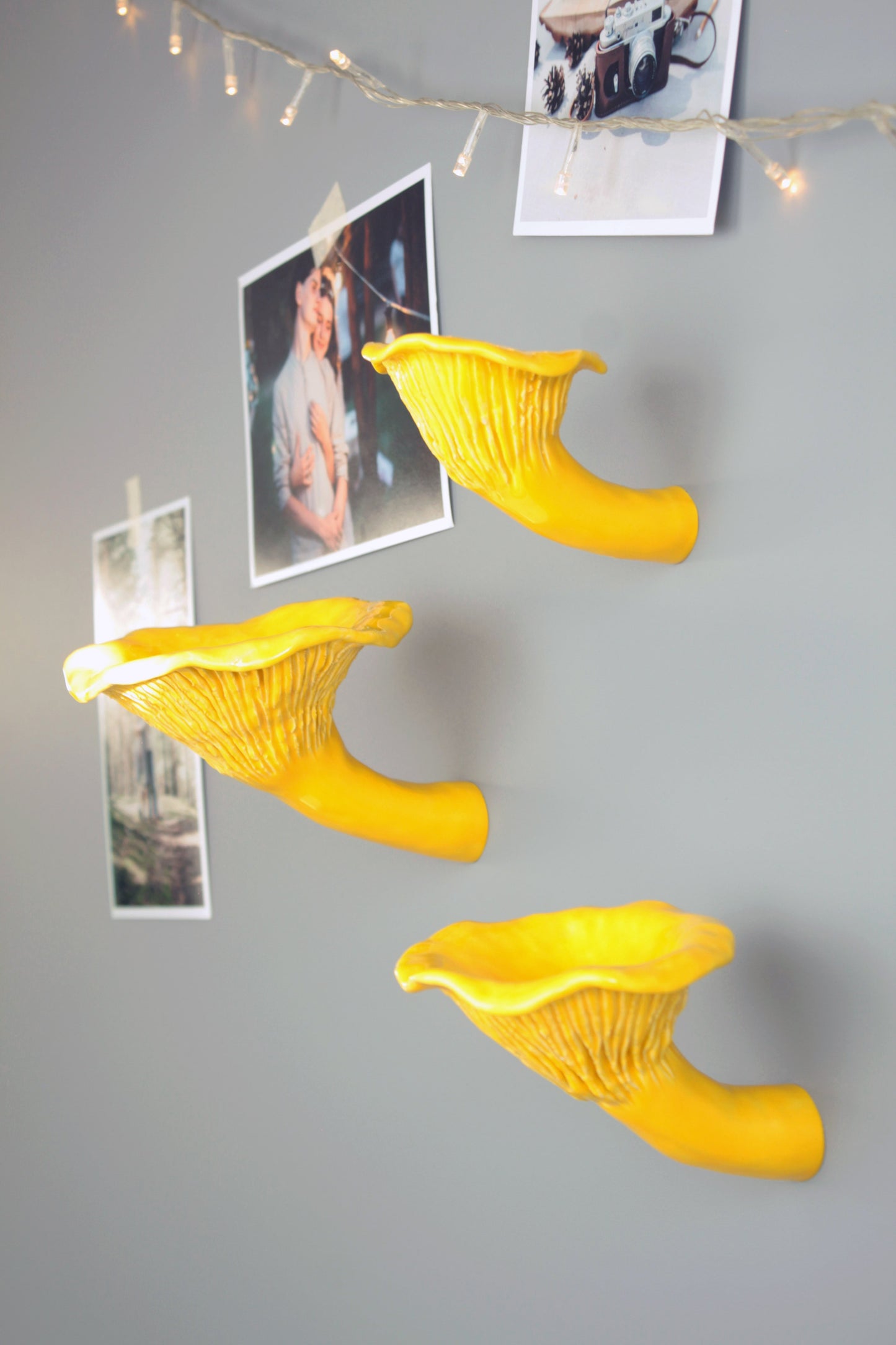 Сhanterelle mushroom shelf
