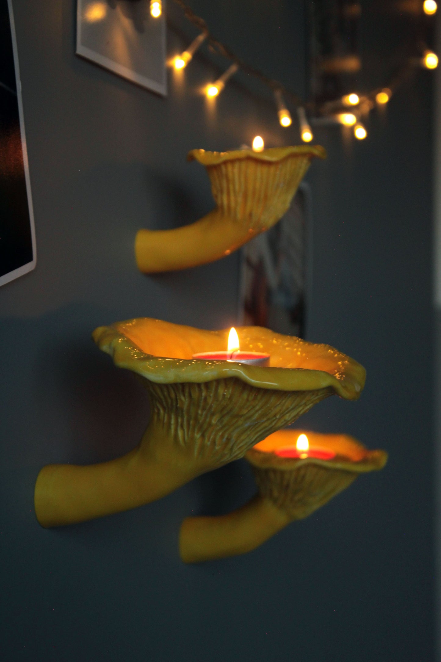 Сhanterelle mushroom shelf