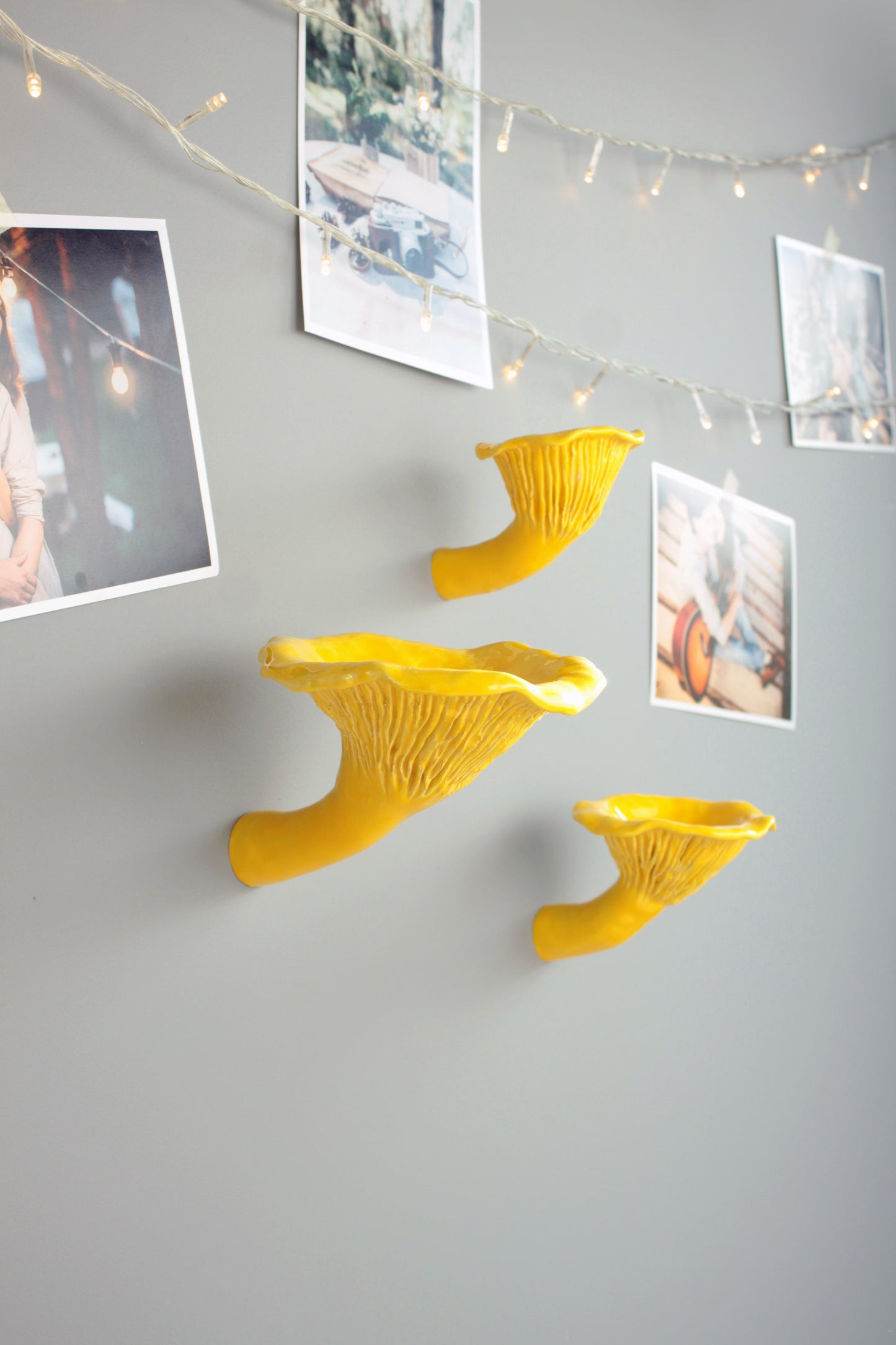 Сhanterelle mushroom shelf