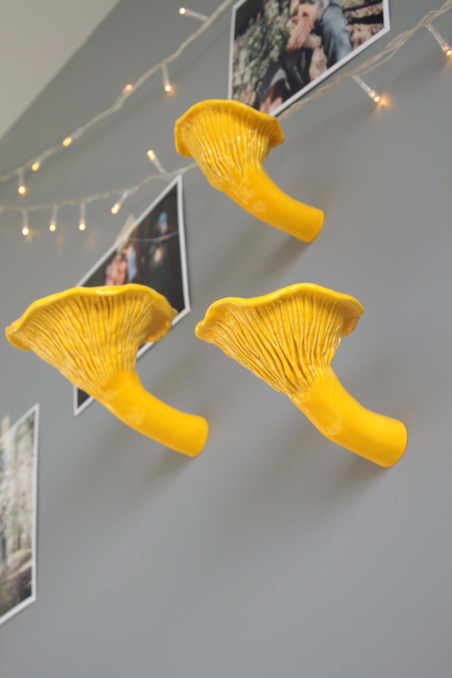 Сhanterelle mushroom shelf