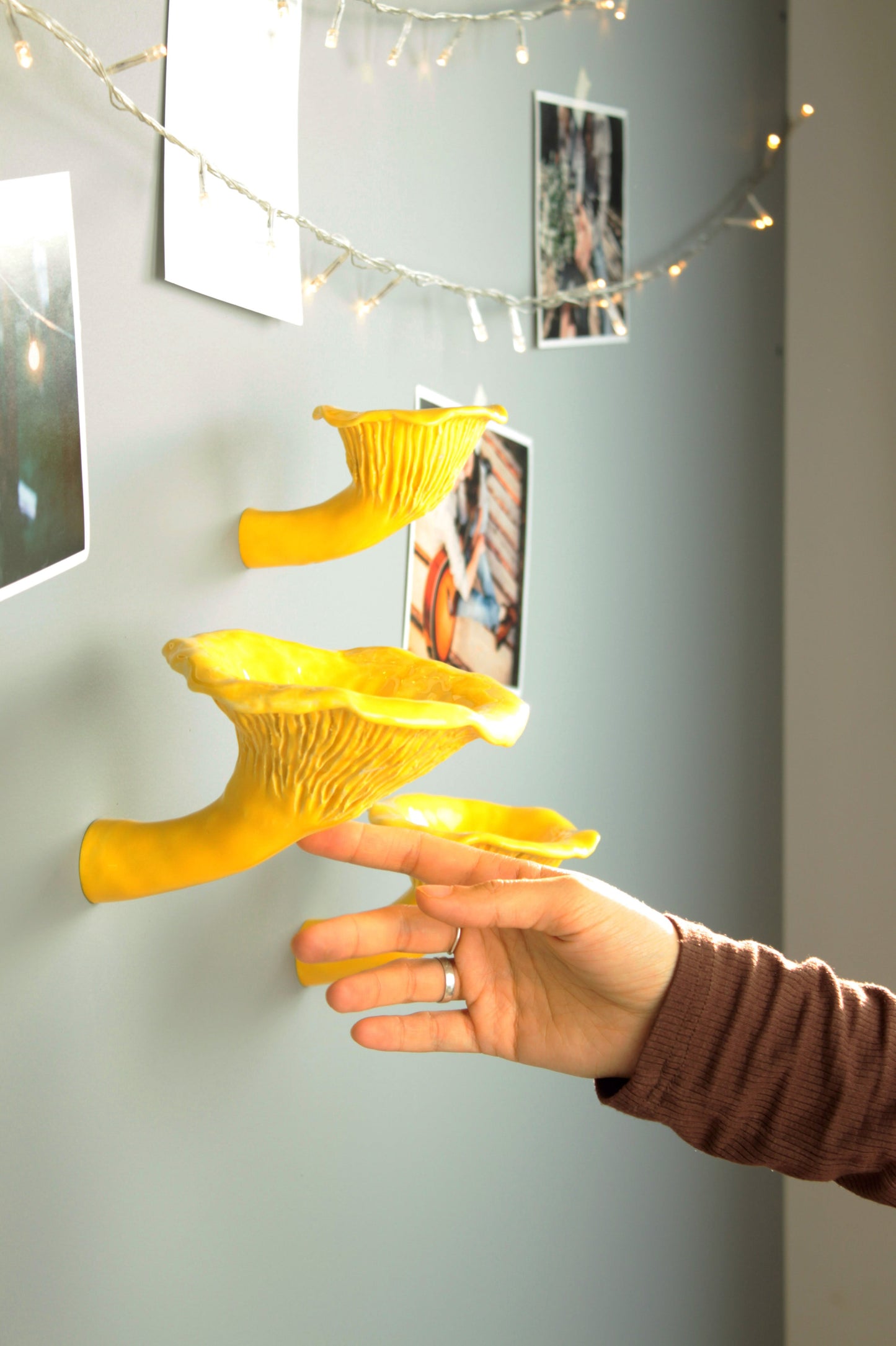 Сhanterelle mushroom shelf